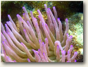 Sea Anemone, British Virgin Islands