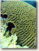 Brain Coral, St. John, USVI