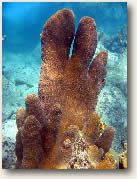 Pillar Coral, Virgin Islands