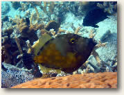 White Spotted File Fish, BVI Dive Site