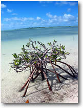 Mangrove ecosystem