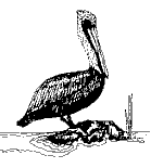 Brown Pelican