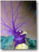 Sea fan, Virgin Islands