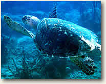 Sea Turtle, BVI